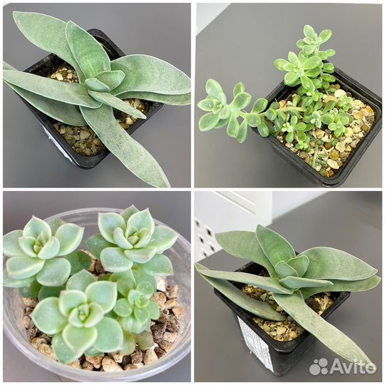 Суккуленты разные
