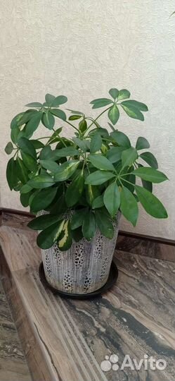 Цветок шефлера