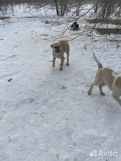 Щенок в добрые руки бесплатно