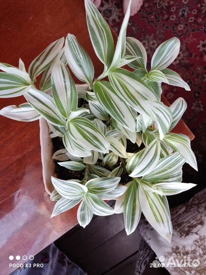 Традесканция