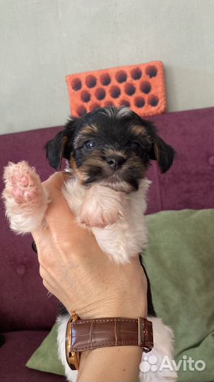 Щеночки мальчики Бивер Йоркширского терьера