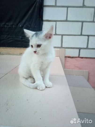 Котенок в дар бесплатно