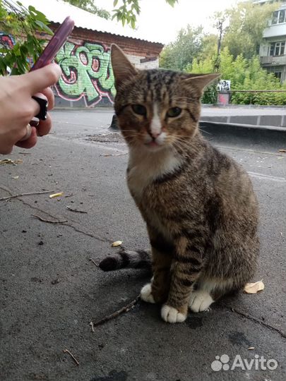 Коты бесплатно