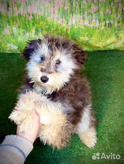 Маленькая собака в добрые руки