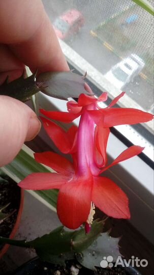 Укорененные отростки