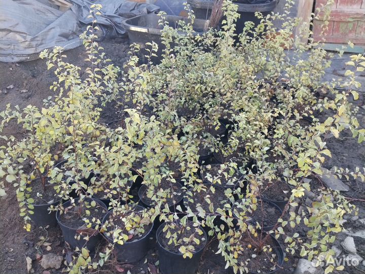 Декоративные Растения Зкс 3л