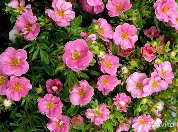 Сирень, Лапчатка, Морозник, Шалфей, Эхинацея