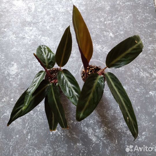 Строманта марун калатея литце маранты хлорофитум