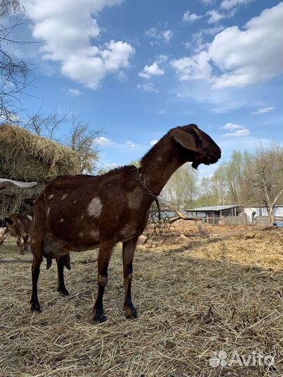 Молоко нубийских коз