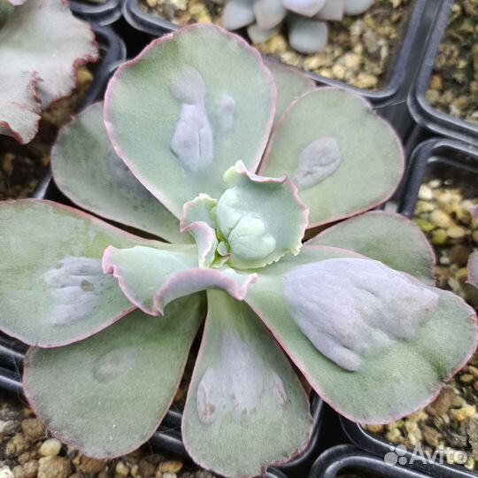 Суккуленты 350 видов