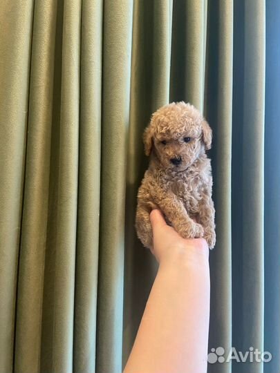 Щенки пуделя