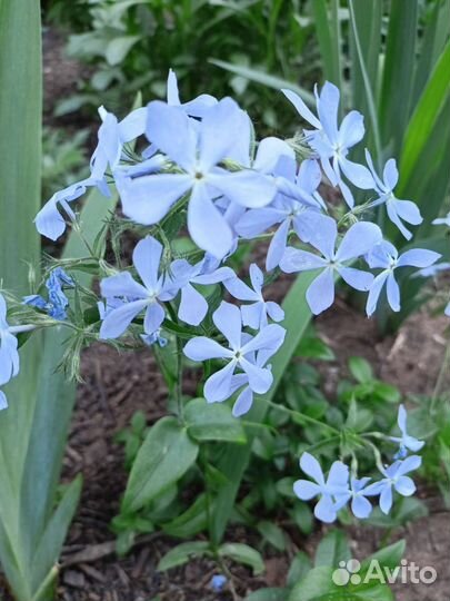 Многолетники садовые (Ч.4)