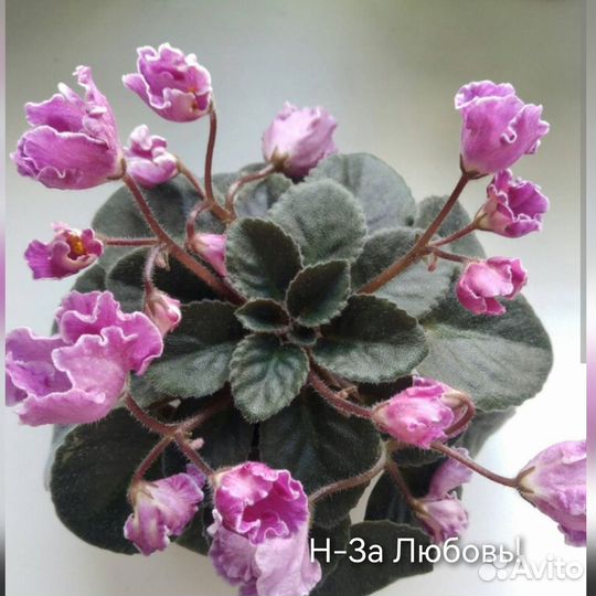 Фиалка (детки)