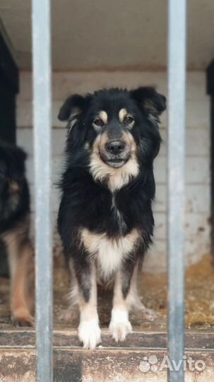 Собака ищет друга