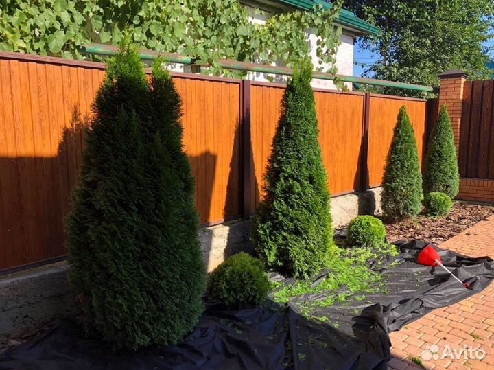 Туя екстра класса