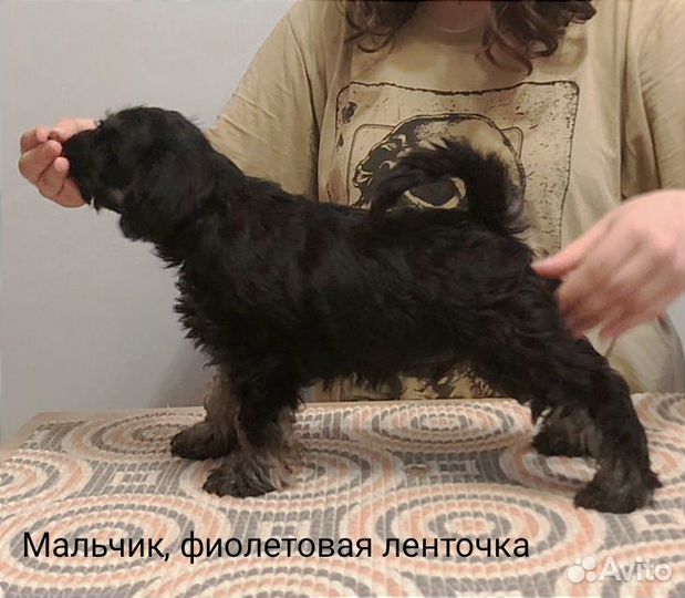 Цвергшнауцер щенки черный с серебром