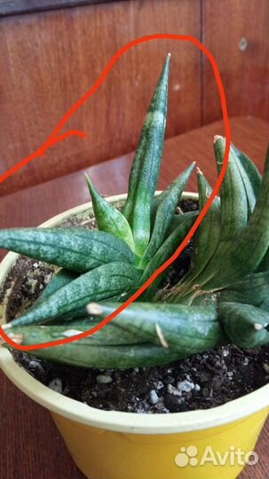 Сансвиерия Крэйзи Краб