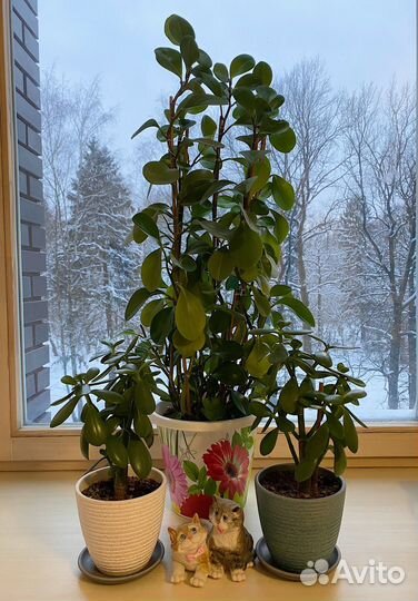 Толстянка (Денежное дерево)