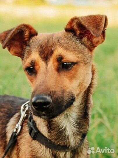 Мальчик Боня ищет дом