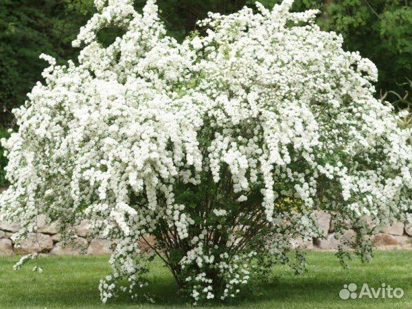 Спирея белая