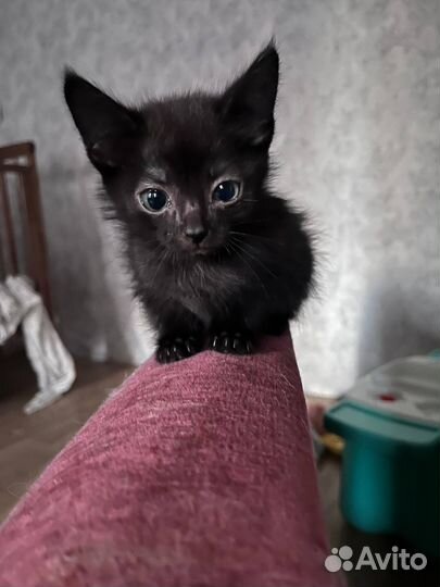 Котята