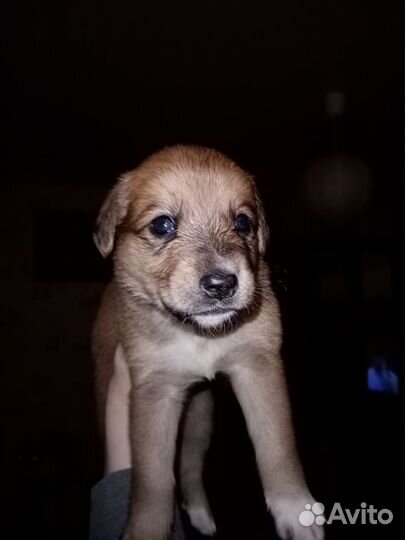 Отдам бесплатно щенков