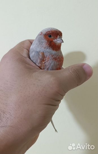 Кенара и канарейки