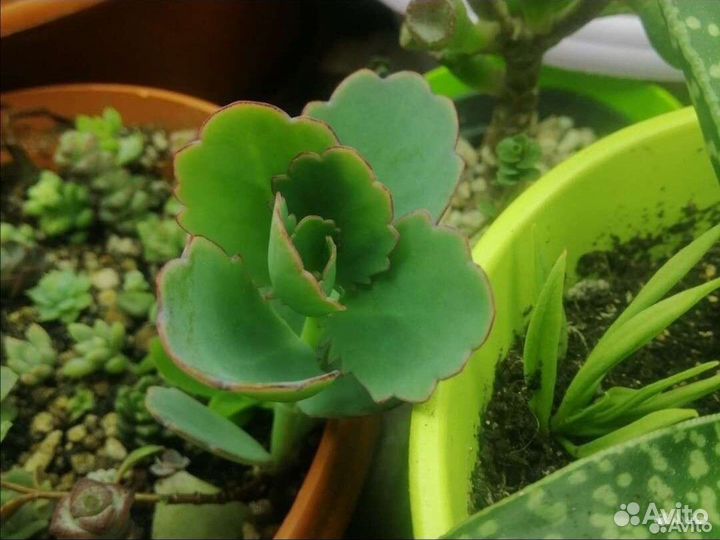 Каланхоэ разные