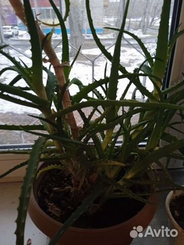 Цветок алоэ