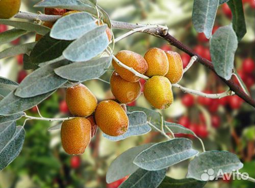 Саженцы плодовых, декоративных, редких растений