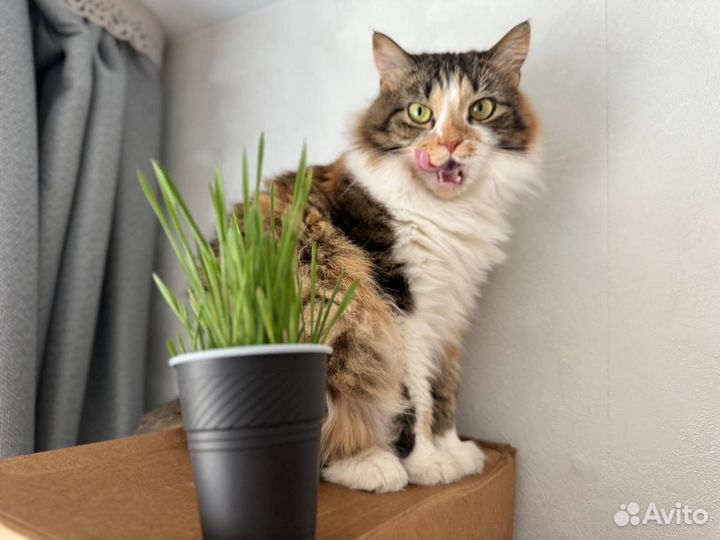 Микрозелень