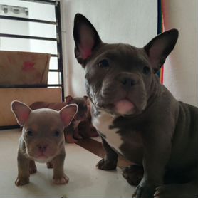 Americanbully pocket