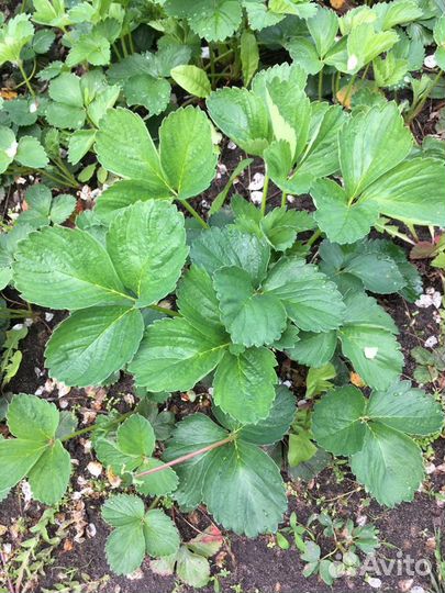 Клубника кусты