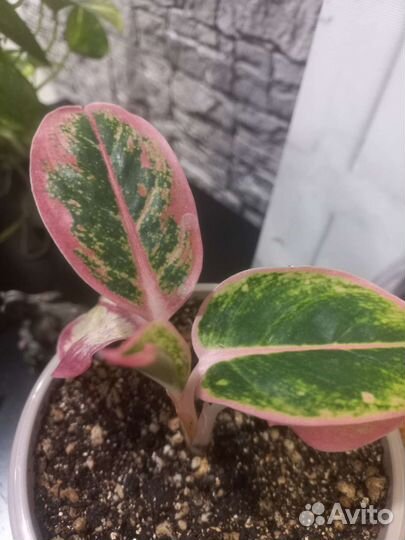 Аглаонема Свит Оранж