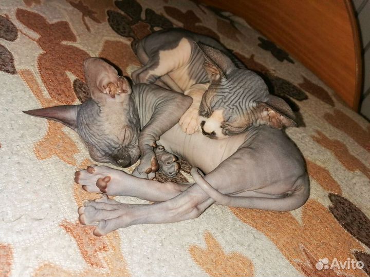 Канадский сфинкс