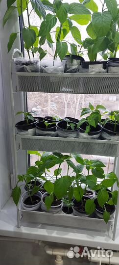 Рассада перца