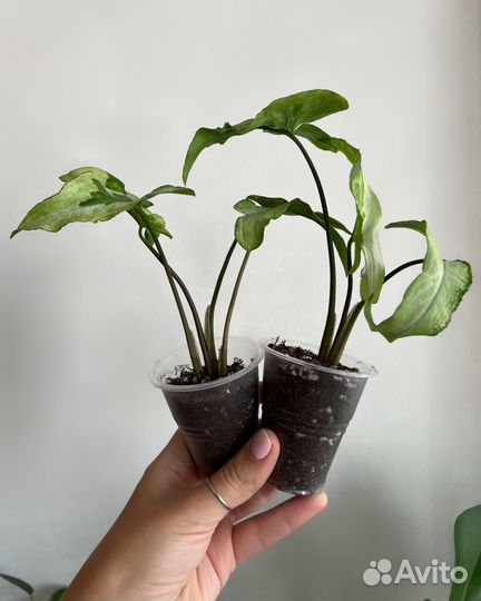 Сингониумы сортовые