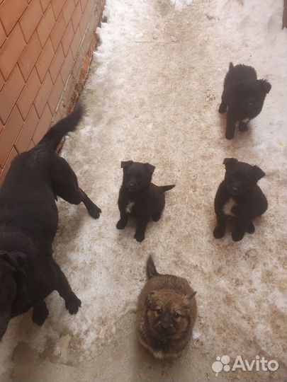 Собака в добрые руки отдам бесплатно