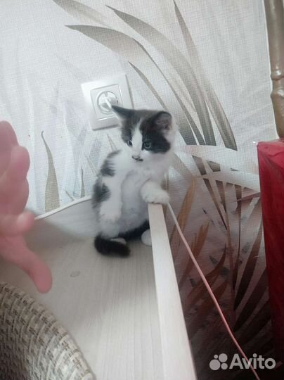 Котенок