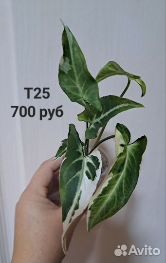 Сингониум сортовой комнатные цветы растения