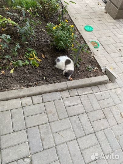 Кошка