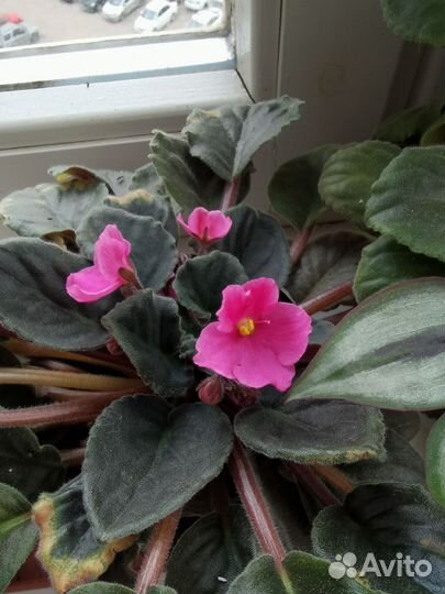 Комнатные цветы