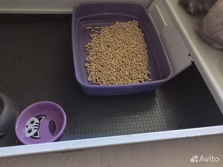 Декоративные кролики