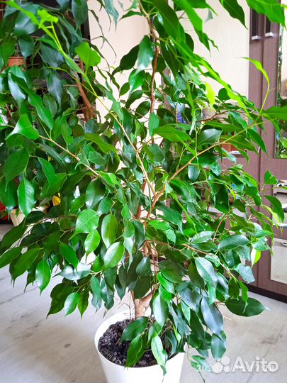 Продам фикус бенджамина