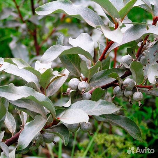 Лох серебристый