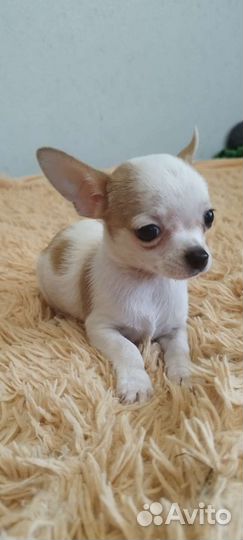 Щенки чихуахуа мини мальчики
