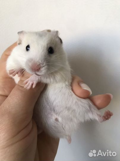 Джунгарские И сирийские хомячки