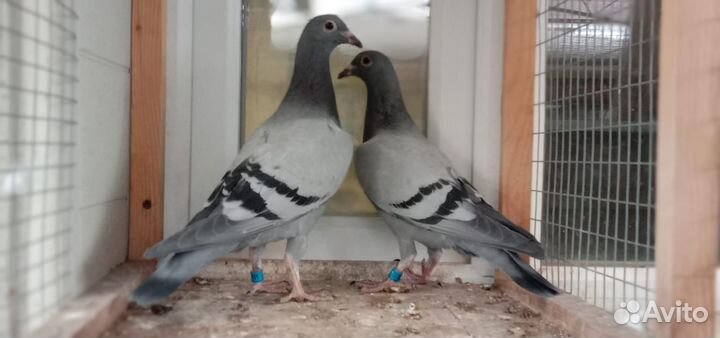 Спортивные голуби