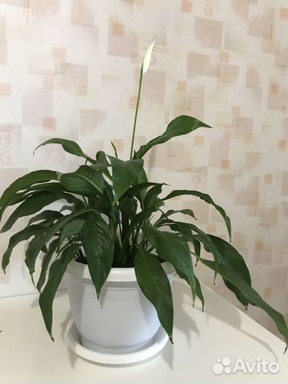 Спатифиллум