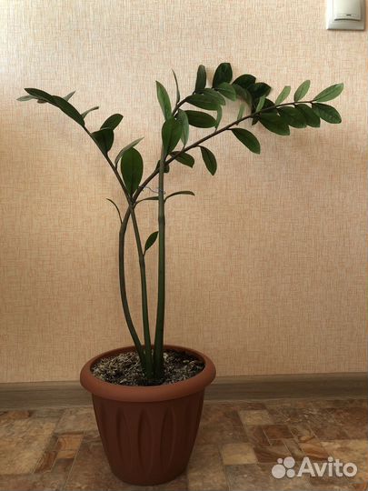 Замиокулькас